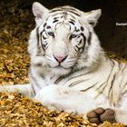 White Tiger