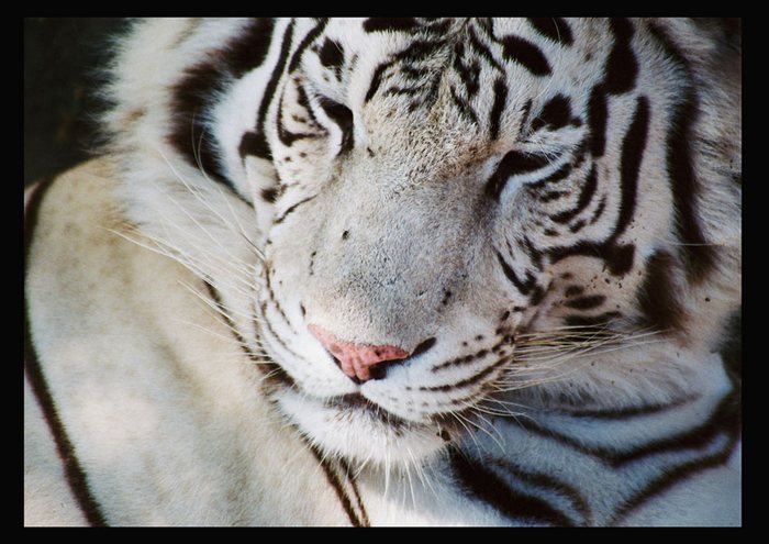 White Tiger