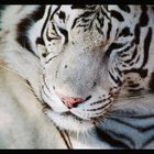 White Tiger