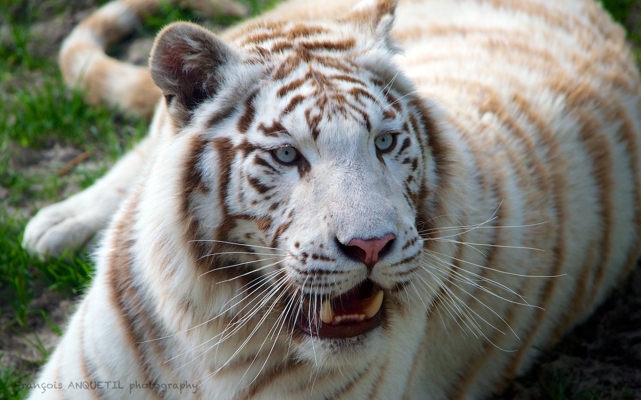 White Tiger