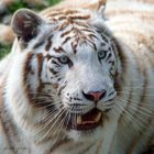 White Tiger