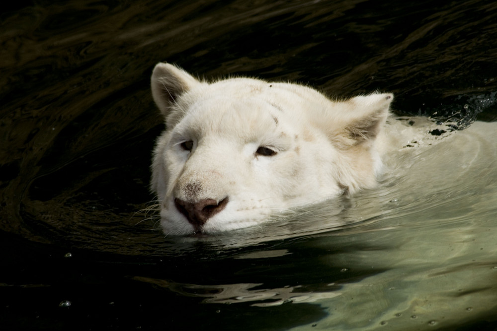 ...white Tiger