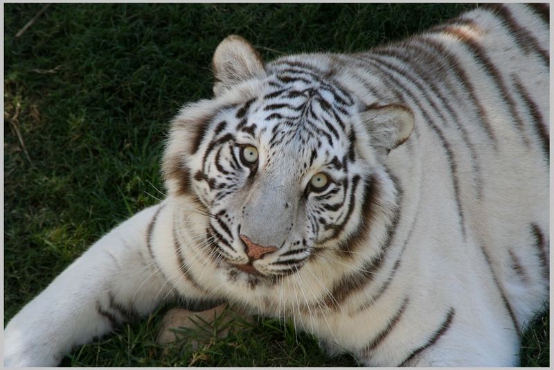 White Tiger