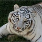 White Tiger