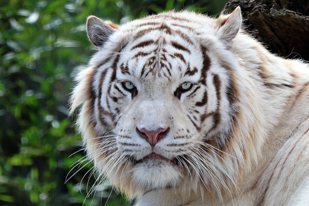 White Tiger