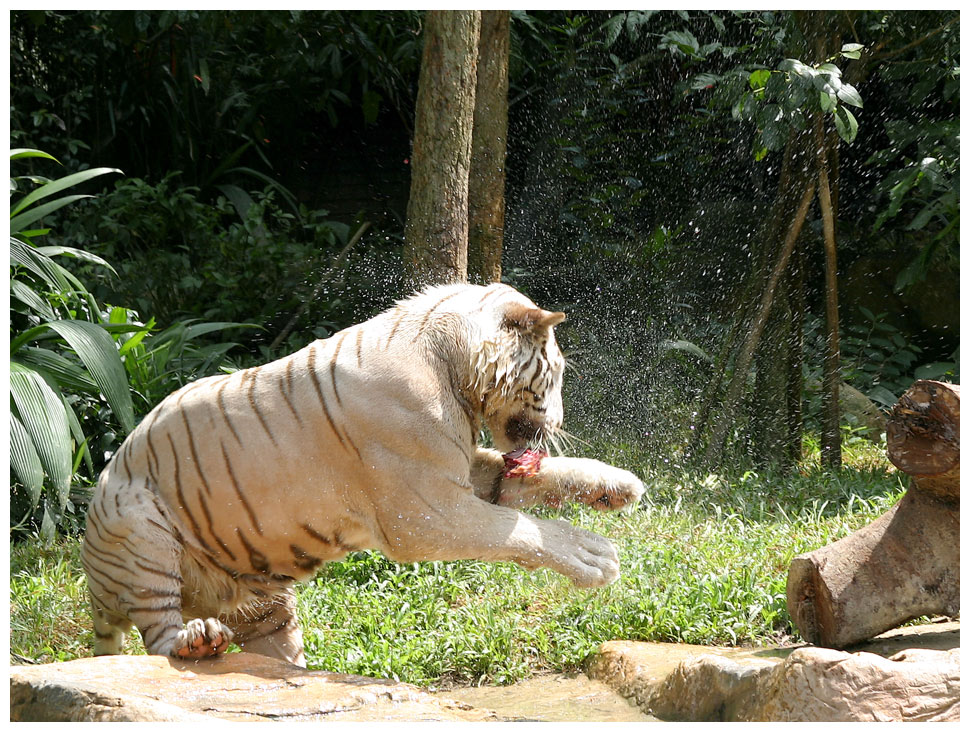 White tiger feeding