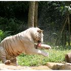 White tiger feeding