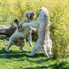 White Tiger Fight