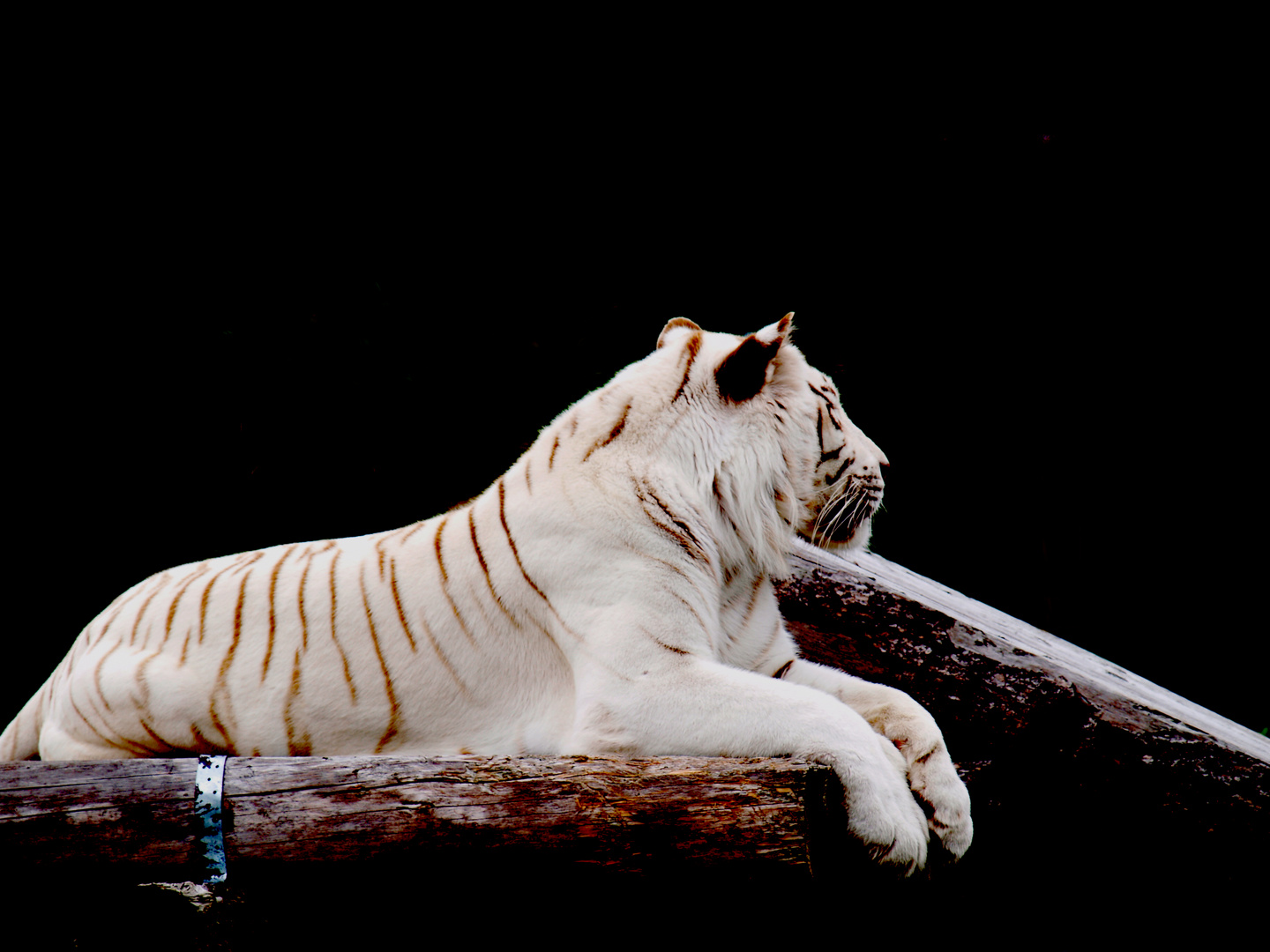 White Tiger (Stukenbrock)