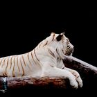 White Tiger (Stukenbrock)