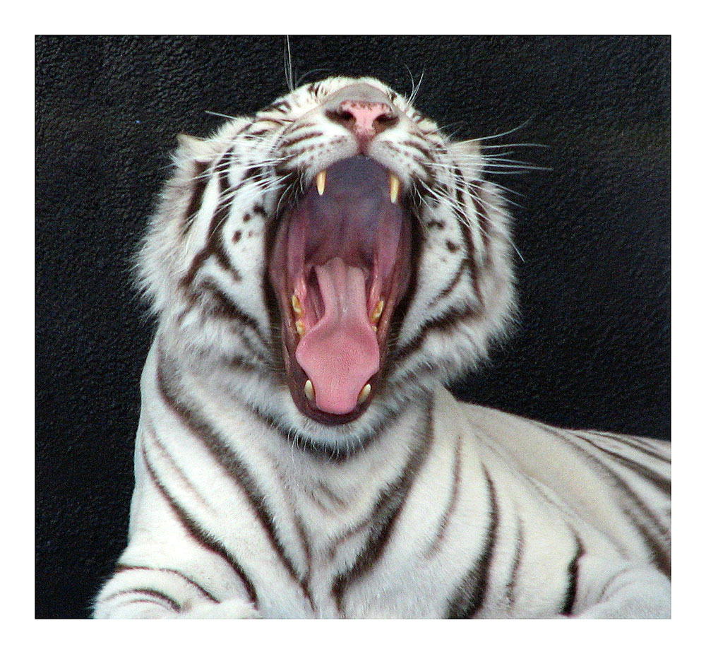 White Tiger Yawns