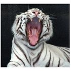 White Tiger Yawns