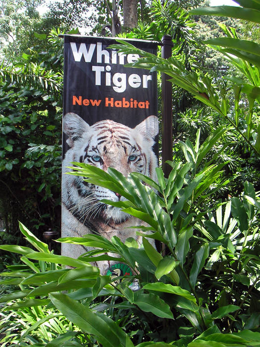 White Tiger, Zoo of Sigapore