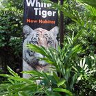 White Tiger, Zoo of Sigapore