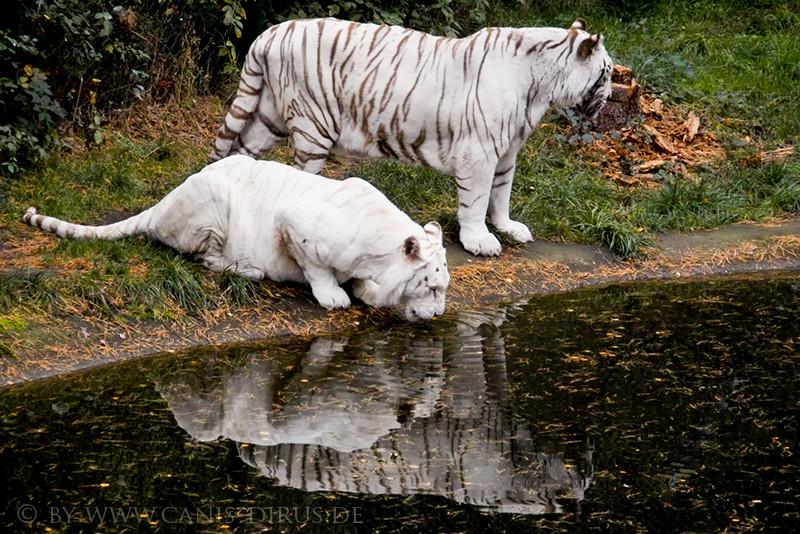 white tigers
