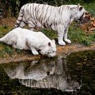 white tigers