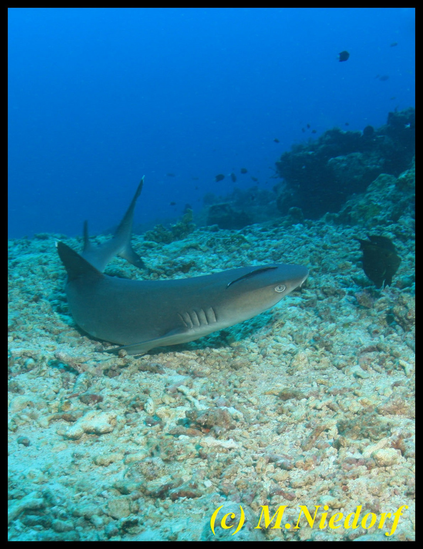 White-Tip in Startposition