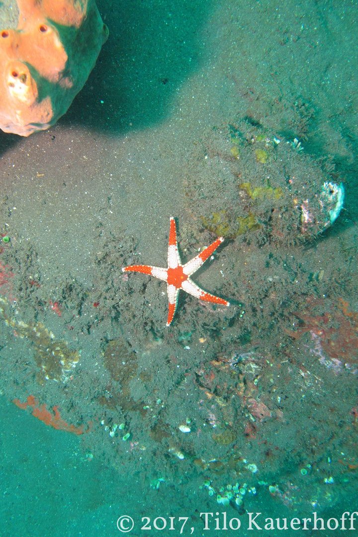 White-tipped red Starfish