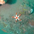 White-tipped red Starfish
