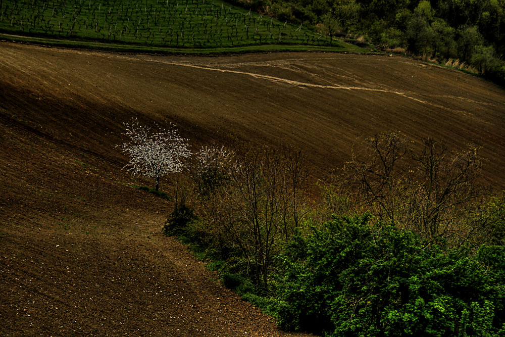 White tree