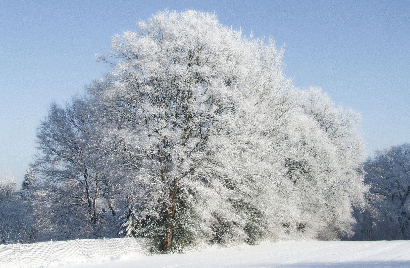 White Tree