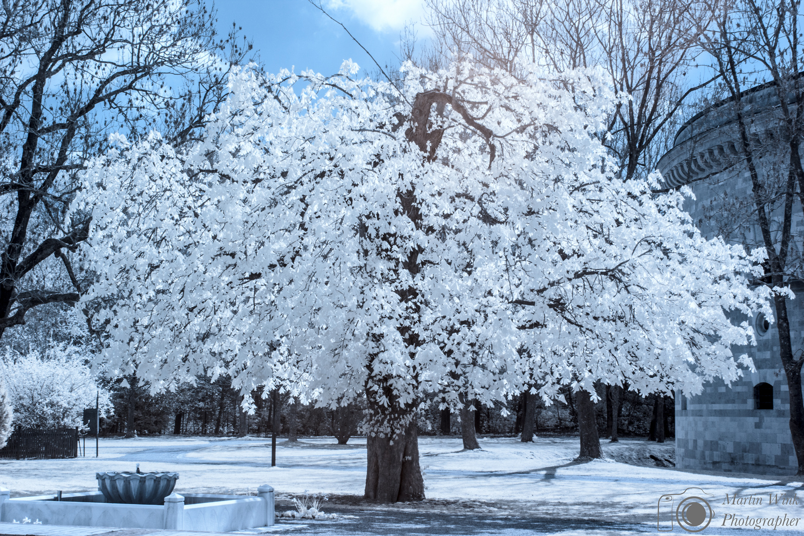 White Tree