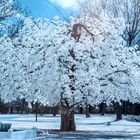 White Tree