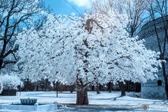 White Tree