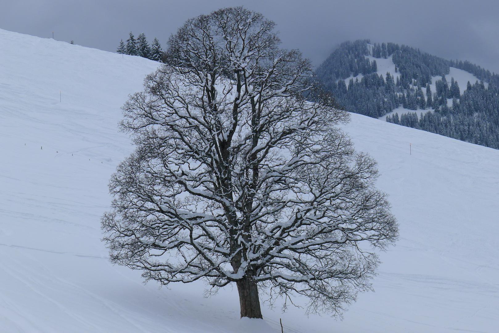 white tree