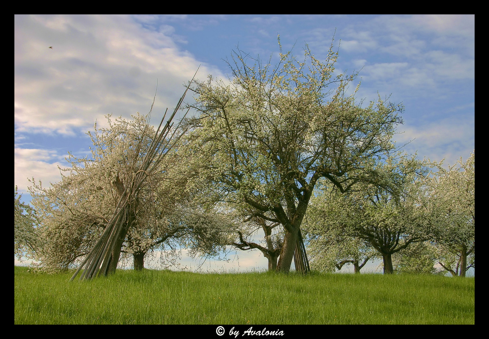 White Tree