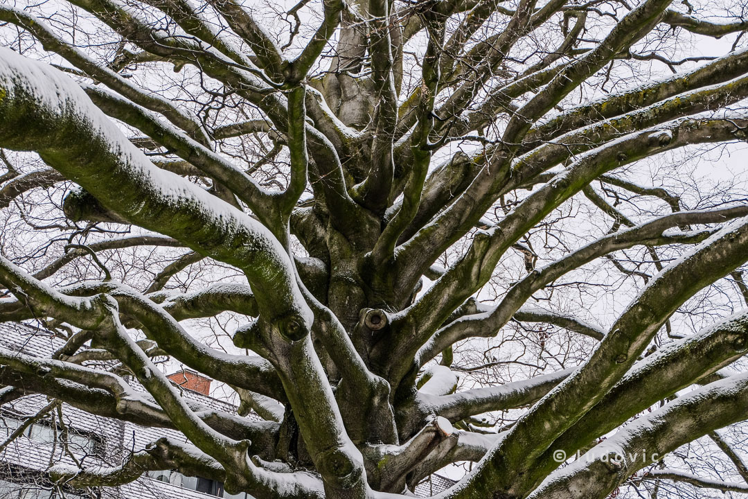 White tree