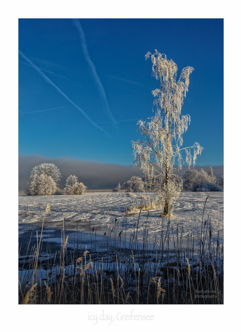 white tree