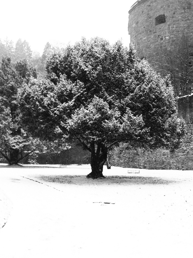 white tree in old time
