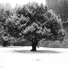 white tree in old time