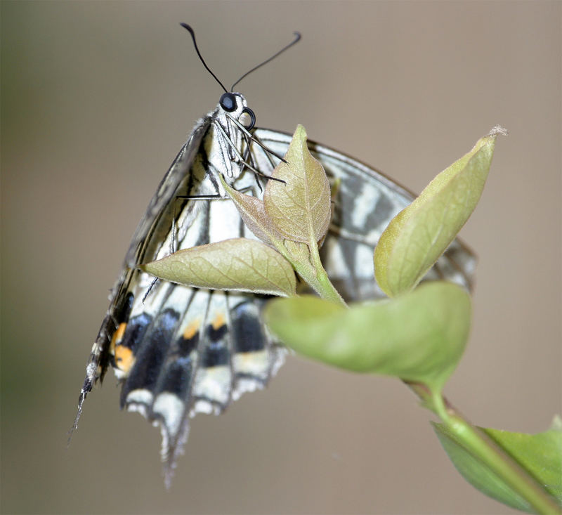 White Tree Nymph