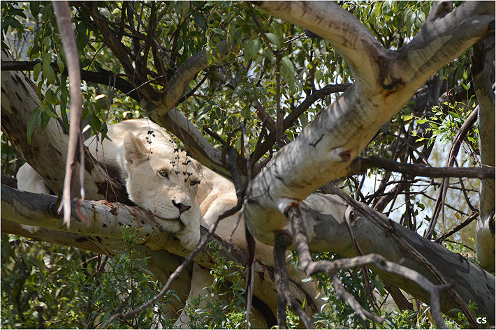 White Treelion