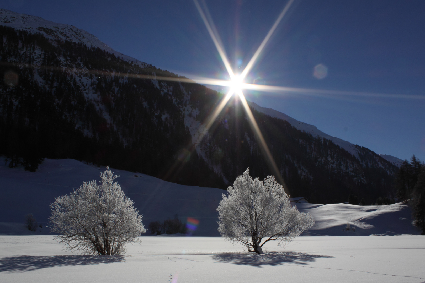 White Trees