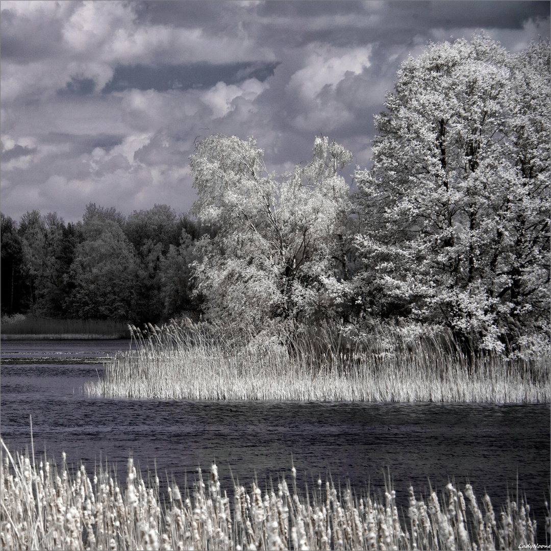 White Trees