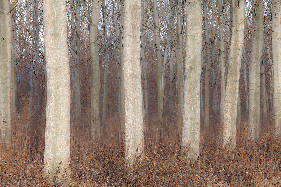 White trees