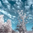 White trees I