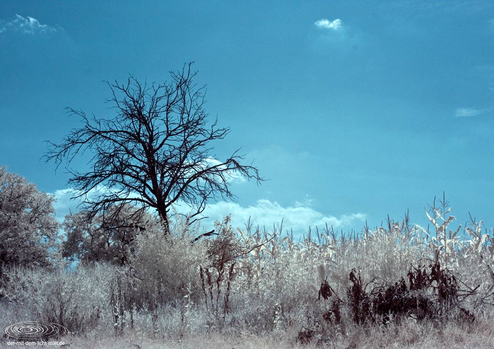 White trees III