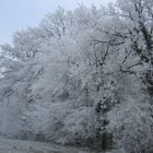 White trees in switzerland