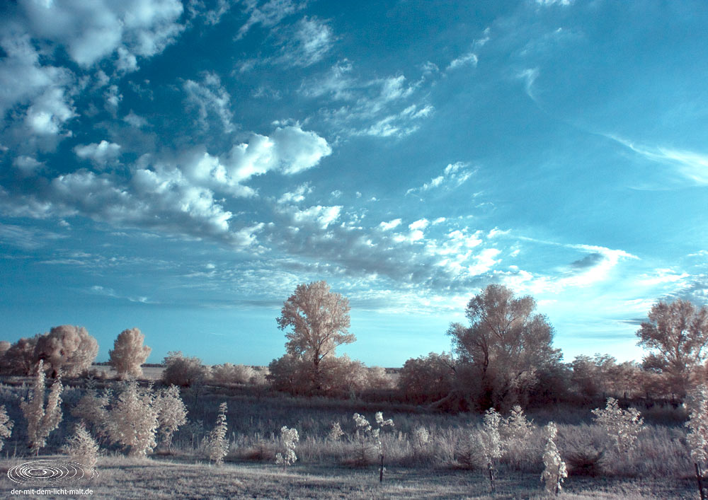 White trees IV