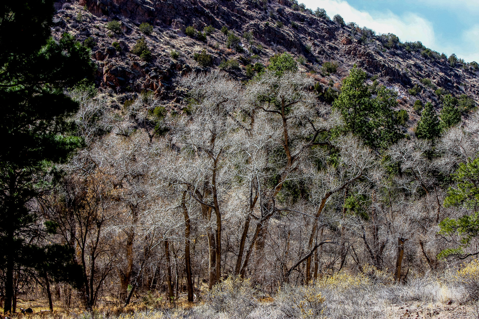 White Trees near the Desert