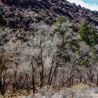 White Trees near the Desert