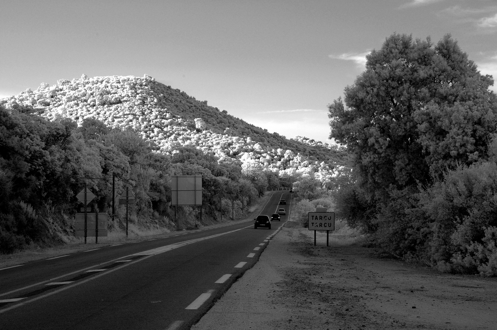 White trees road