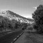 White trees road