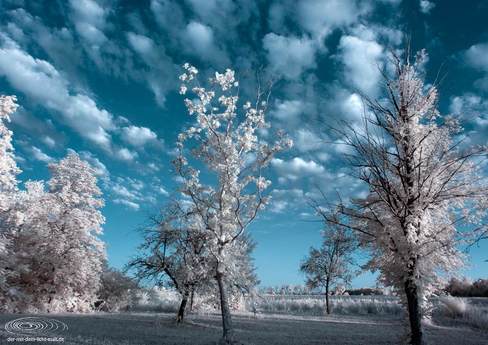 White trees V