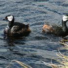 White-tufted Grebe.