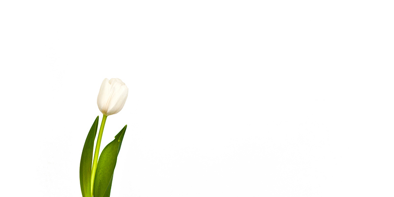 white tulip